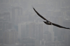 Pablo-Lopez-Un-aguilucho-sobrevuela-la-ciudad-scaled